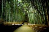 El Helecho Y El Bambu