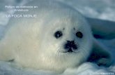 Peligo de extinción: La foca monje