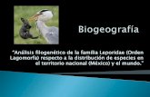 Familia Leporidae en México (Cladograma).