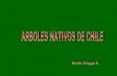Chile Arboles Nativos