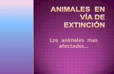 Animales  en vía de  extinción