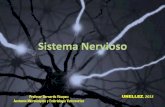 Sistema nervioso unellez 2013