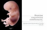Sistema esquelético embrionario