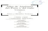 Atlas de anatomía del perro y del gato   vol. ii - tórax y miembro torácico (j. ruberte, j. sautet)