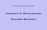 Aislamiento de Microorganismos  { Diversidad  Metabolica