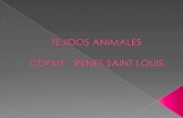 Tejidos animales i (epitelial y conectivo)