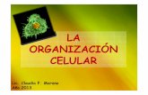 La organizacion celular