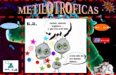 Bacterias Metilotrofas