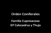 Cupresaceae  gº calcedrus y thuja