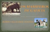 Os mamiferos e aves de Galicia