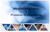 Medios de-cultivo-y-pruebas-bioquimica-1225658128608610-9