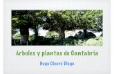 Plantas de Cantabria
