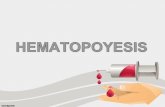 Hematopoyesis y celulas sanguineas