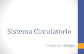 Histologia del Sistema Circulatorio