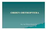 Orden orthoptera