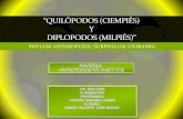 Quil³podos (ciempi©s) y diplopodos (milpi©s)
