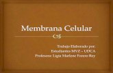 Imágenes membrana celular