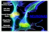 Neuronas (D Pexpo)