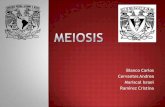 Division Celular por Meiosis (I y II)