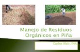 Manejo de residuos orgánicos en piña