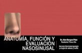 Anatomía, función y evaluación nasosinusal