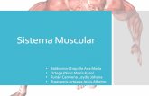 Sistema muscular (exposicion)