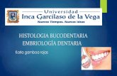 Histologia Bucodentaria: Embriologia Dentaria