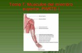 Tema 7. músculos del miembro superior