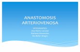 Anastomosis Arteriovenosa