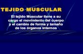 Muscular teorica