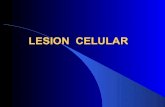 Lesion celular y acumulacion