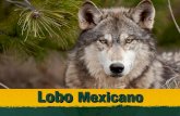 Especies en peligro (Lobo mexicano, Águila real y Quetzal)