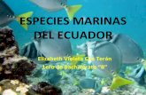 Especies marinas del ecuador.