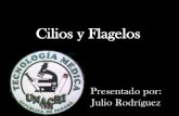 CILIOS Y FLAGELOS - JULIO RODRIGUEZ