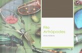 Filo artr³podes classe aricnidea