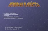 Membrana plasmática (estructura y funciones)