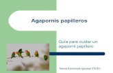 Agapornis papilleros