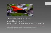 Animales en peligro de extinción en el Perú