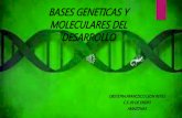 Bases geneticas y moleculares del desarrollo embriologia