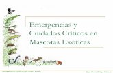 3 emergencia y cuidados_criticos_aves