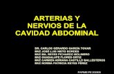 Arterias y nervios de la cavidad abdominal