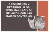 Seno Maxilar crecimiento y desarrollo relacionado con  las raices dentarias