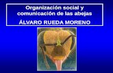 Organización social y comunicación de las abejas / Autor: Álvaro Rueda Moreno