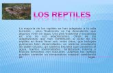 Reptiles para aula virtual (1)