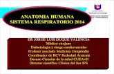 Anatomia sistema respiratorio 2014