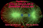 Ciclo celular e división celular