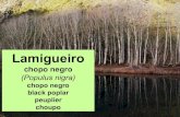 Chopo, lamigueiro (Populus nigra)
