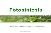 PPT de Fotosíntesis para 1° de enseñanza media