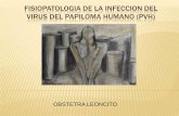 Fisiopatologia de la infeccion del virus del papiloma