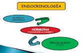 "Endocrinología Humana"